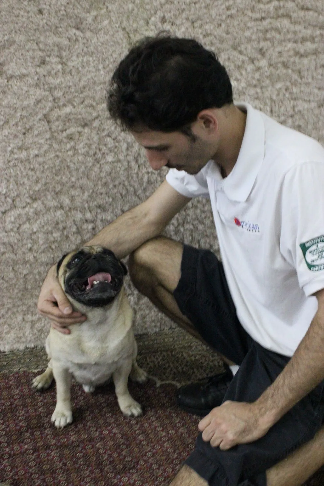 Technician greeting a pug on a freshly cleaned area rug